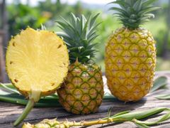 Fresh Pineapple MD2 variety from Cote D'Ivoire/Ivory Coast – product photo 1, product detail gallery