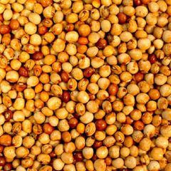 Whole Pigeon Peas Ready for Export - Image 1