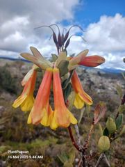 Rhododendron Brassii Sleumer - Image 7