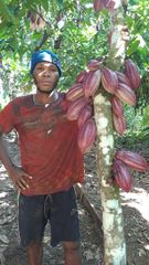 Cameroon Cocoa Beans – Grade 1 & Grade 2 – Traceable Origin - Image 4
