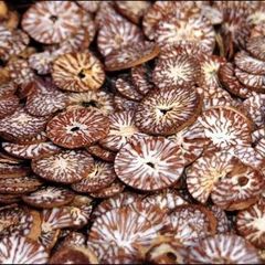 Vietnamese Fresh and Dried Betel Nuts Ready to Ship – product photo 6, product detail gallery