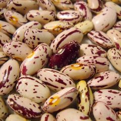 Export Quality Sugar Beans With Excellent Nutritional Value And Long Shelf Life For International Buyers - Image 1