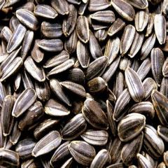Sunflower Seeds