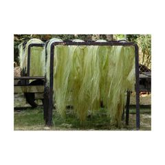 100% Natural Sisal Fiber bulk price / High quality sisal fiber - Image 4