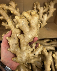 SUPERIOR QUALITY JUMBO GINGER BRAND LARGE SIZE FRESH GINGER WITH STRONG FIBER STRUCTURE 13Kg CARTONS READY FOR EXPORT - Image 5