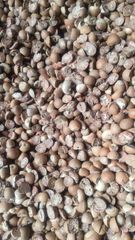 Betel Nut Split 90-95% - Image 1