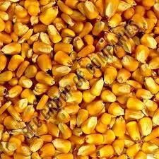 yellow corn maize - Image 1
