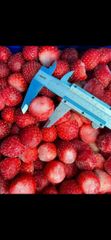 Frozen Green Beans , frozen strawberry - Image 3