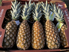 Fresh Pineapple (Pain de Sucre) - Image 2