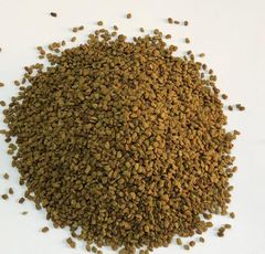 Fenugreek - Image 1
