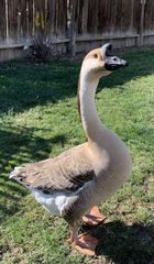 Geese birds - Image 2