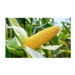 Farm Fresh Yellow Corn Sweet Corn Premium Quality Bulk Wholesale Fresh Produce - Image 4