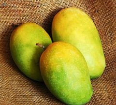 Export Quality Of Fresh Kesar Mangoes - Image 1