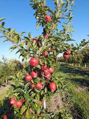 Fresh Apple Red Chief - Image 3