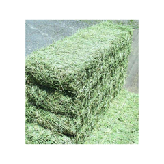 Wholesale Alfalfa Hay Feed at Unbeatable Prices Elevate Health with Premium Pakistani Alfalfa Hay Best Exporter - Image 3