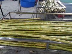 Vietnam Fresh Sugarcane Frozen for Exporting - Image 3