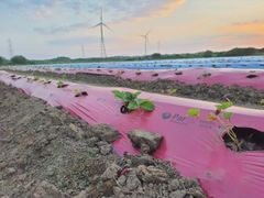 MULCHING FILM - Image 5