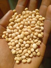 Grade A premium sesame seeds – product photo 2, product detail gallery
