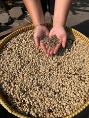 Arabica Green Coffee Bean – product photo 2, product detail gallery