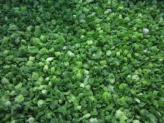 Sinocharm Brc Grade a IQF Spring Onion Frozen Spring Onion Style Whole Origin China Processing IQF HS Code 0710229000 Storage Temperature - Image 2