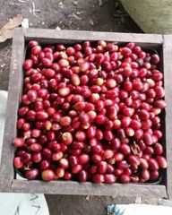 Premium Gayo Arabica Semi Washed – product photo 4, product detail gallery