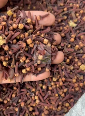 CLOVES - Image 5