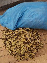 licorice root Packaging box Type dried root Weight (kg) 25 kg - Image 4