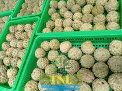 Custard Apple (Na) - Image 2