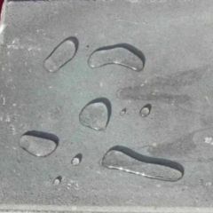 Liquid Roof Coating Underlayment Waterproof Building Materials - Image 2