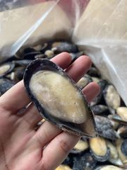 High Quality Import Shellfish Mussels Blue Mussels Meat Frozen Half Shell Mussel - Image 5