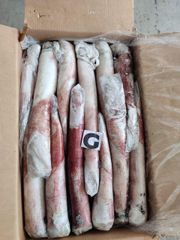 squid loligo vulgaris - Image 4