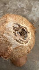 Coconut Shell - Image 1