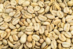 Premium Green Coffee Beans Wholesale | Bulk Arabica Coffee and Robusta Coffee Beans - Image 5