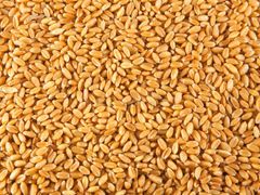 Wheat - Image 2