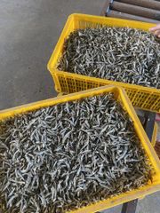 Dried Anchovies VIETNAM Wholesale - Premium Quality Export - Image 5