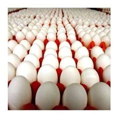Wholesale Fresh White Chicken Eggs Supply - Image 2