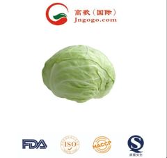 Organically Grown Chinese Green Cabbage Size 1.5kg Kind Fresh Color Green Origin China Trademark GOGO HS Code - Image 3