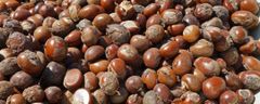 SHEANUTS - Image 1