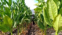 Javanese tobacco Texture Rich Port Semarang Yield Abundant Aroma Distinctive Place of Origin indonesia Soil Type Fertile Volcanic Soils - Image 3