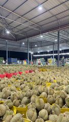 Durian – product photo 7, product detail gallery