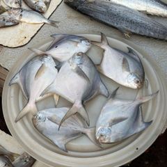 FROZEN POMFRET WHOLE ROUND HIGH QUALITY and GOOD PRICE for WHOLESALE Silver Pomfret. - Image 2