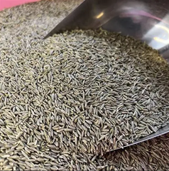 Cumin Seeds Si - Image 2
