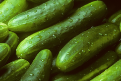 Fresh Cucumber – product photo 4, product detail gallery