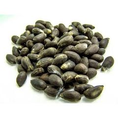 High-Quality Cotton Seeds for Oil, Feed & Planting | Premium Gossypium Seeds for international export - Image 6