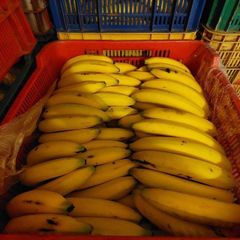 Fresh Bananas Premium Quality Ripe Fruit For Wholesale Supply Retail Stores Grocery Markets And Daily Fresh – product photo 5, product detail gallery