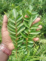 Fresh Curry Leaves - Image 2