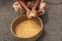 Corn - Image 2