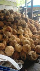 semi husked coconut – product photo 1, product detail gallery