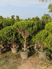 Semi ficus football shaped available for export big stock available like ficus nitida and panda ficus - Image 5