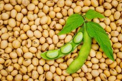 High Protein Soybeans Natural Beans For Food Production Buy Fast Delivery High Nutrition And Rich Protein Buy Fast Delivery Premium Quality Wholesale Naturally Ideal For Processing - Image 4